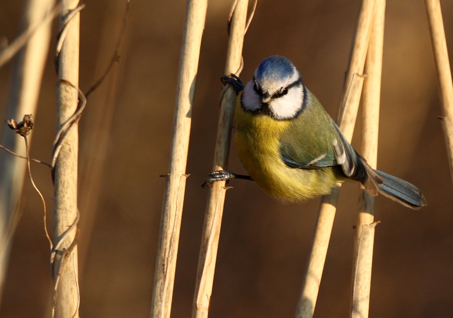 Син синигер (Parus caeruleus)
