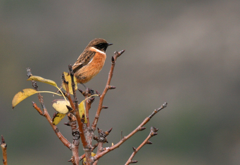 Черногушо ливадарче (Saxicola torquata )