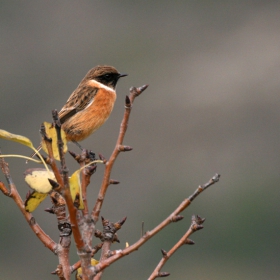 Черногушо ливадарче (Saxicola torquata )