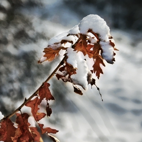 a snow leaf