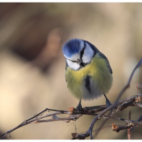  Син синигер (Parus caeruleus)