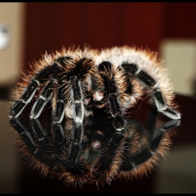 Brachypelma Albopilosum