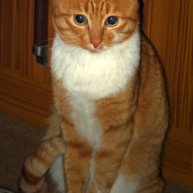 сладко коте :*