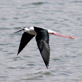 BLACK-WINGED STILT (Himantopus himantopus)