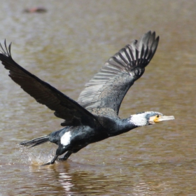 GREAT CORMORANT (Phalacrocorax carbo)