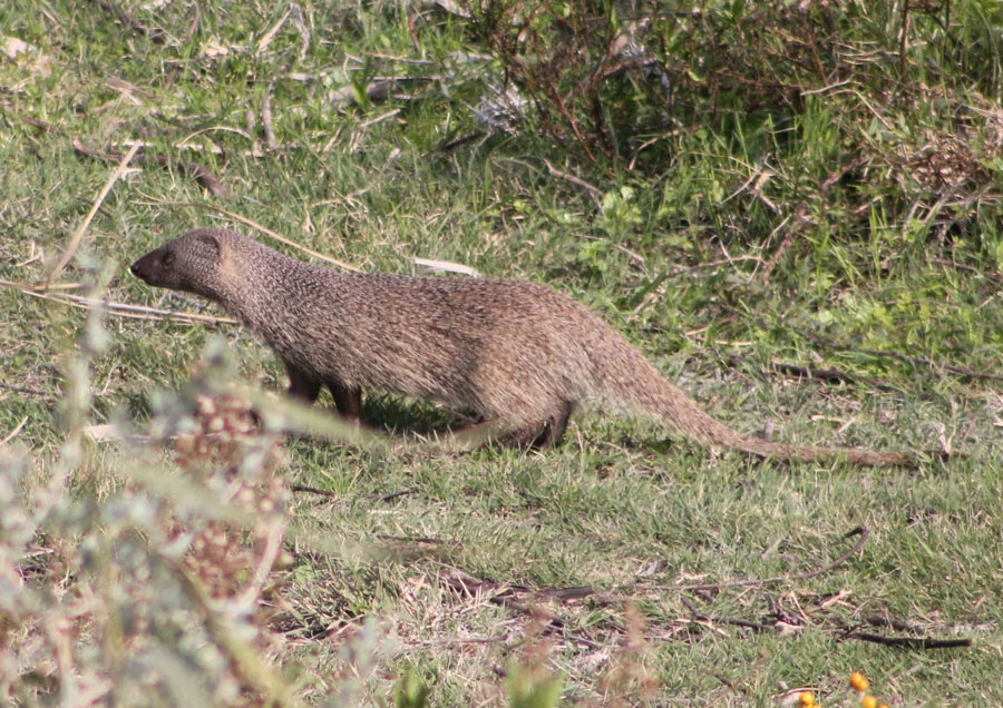 EGYPTION MONGOOSE (Herpestes ichneumon)