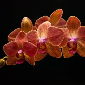 Phalaenopsis - 2.