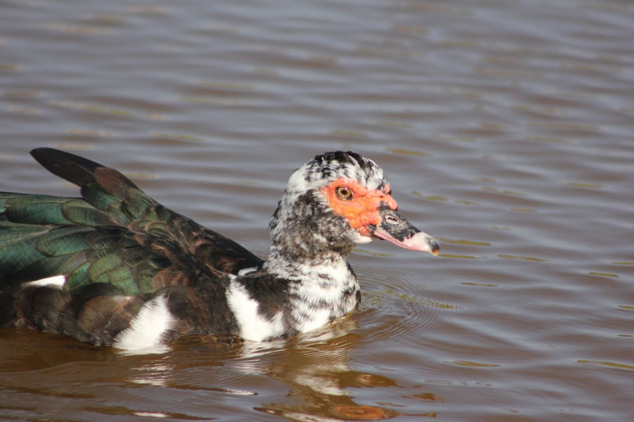 MUSCOVY DUCK (Cairina moschata)