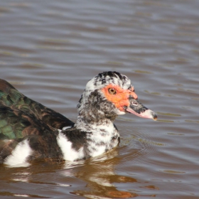 MUSCOVY DUCK (Cairina moschata)