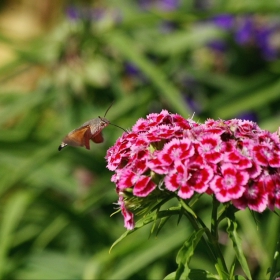 Колибри Хоук-молец (Macroglossum stellatarum)