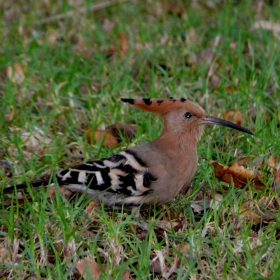 papuncho