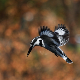 Pied Kingfisher