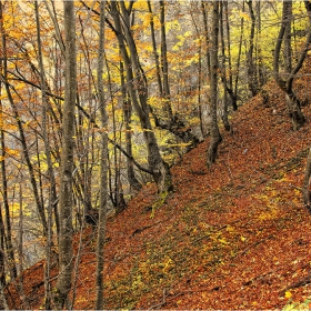 Есенно
