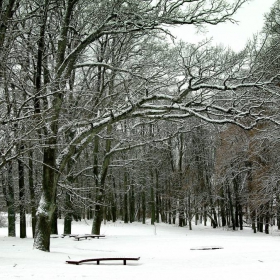 В старом парке.