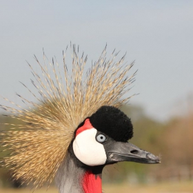 CROWNED CRANE (Balearica regulorum)