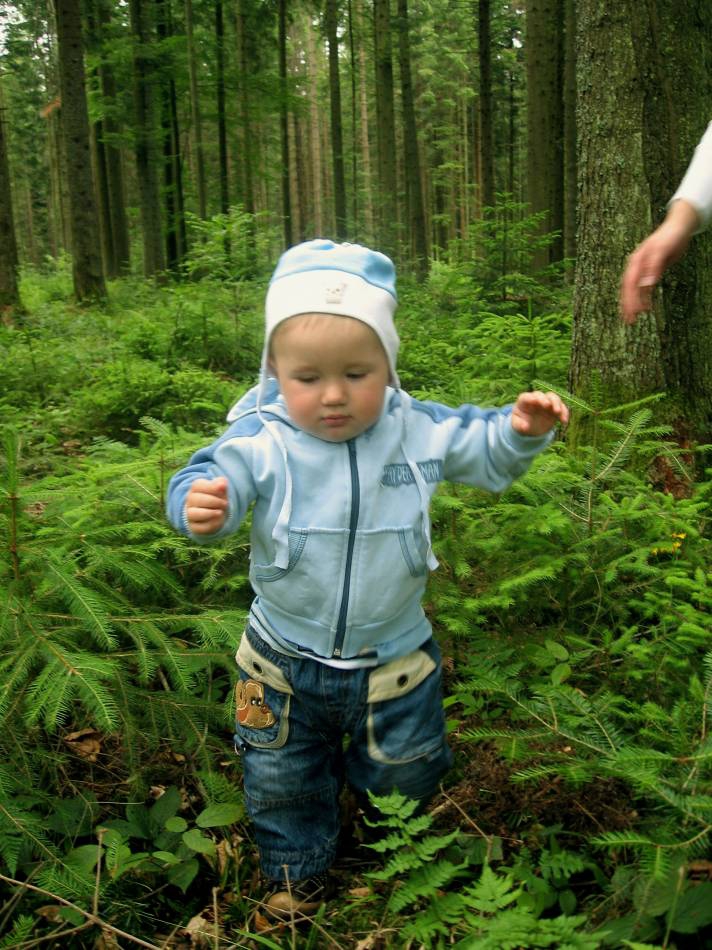 Forest