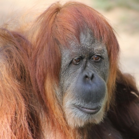 SUMATRAN ORANGUTAN- 3 (Pongo abelii)