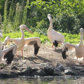 POP DANCING PELICANS