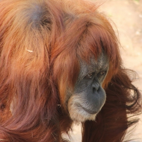 SUMATRAN ORANGUTAN (Pongo abelii)