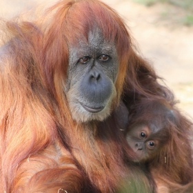 SUMATRAN ORANGUTAN-2 (Pongo abelii)