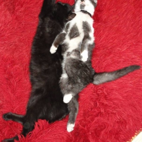 Котета