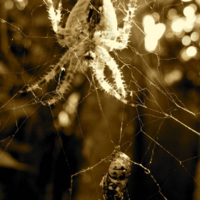 spider