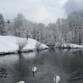 зимни лебеди в Linderhof