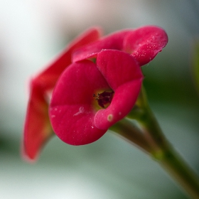 Euphorbia splendens