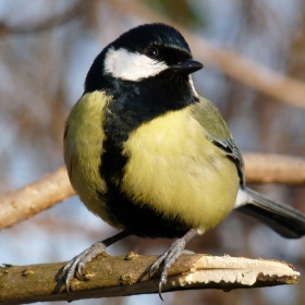 Parus major - Голям синигер