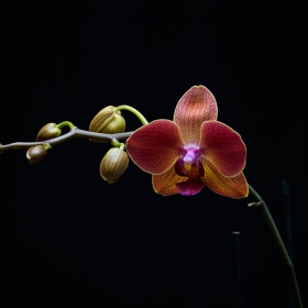 Phalaenopsis.