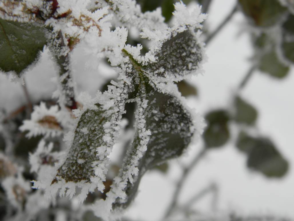 frozen..