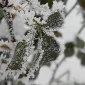 frozen..