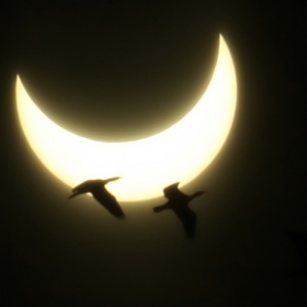 moon vs sun vs birds