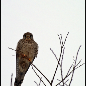 Керкенез (Falco tinnunculus)