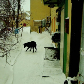 Кучешки живот.