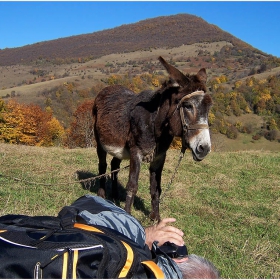 Две магарета очи в очи.. :)