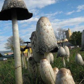 Гъбки