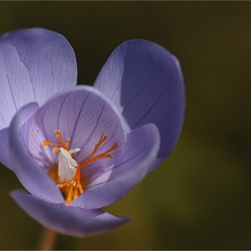 Мразовец или Кърпи кожух - Colchicum