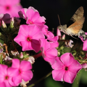 Гълъбова опашка - (Macroglossum stellatarum)