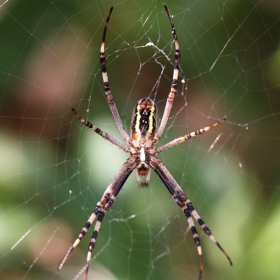 Тигров паяк - Argiope bruennichi