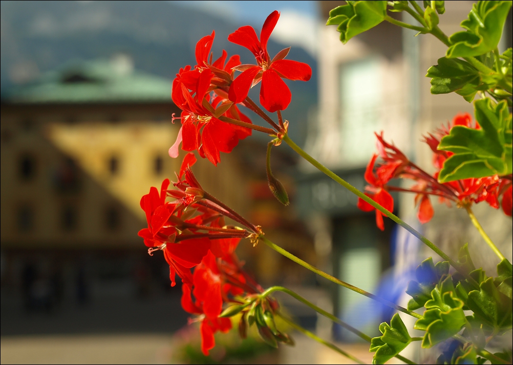 Цветенце от Cortina d'Ampezzo