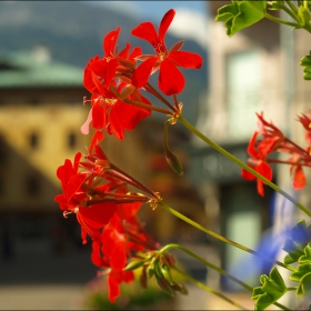 Цветенце от Cortina d'Ampezzo