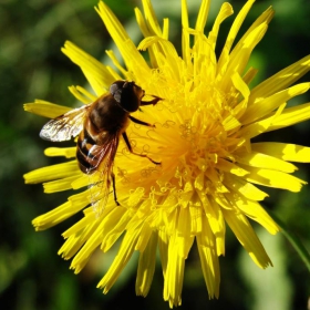 Sunny flower