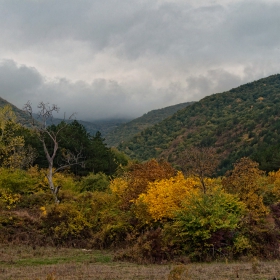 Гората пак е украсена...