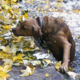 Топчо след хладна баня