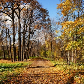 Falling autumn leaves
