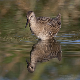 Воден дърдавец (Крещалец),/Rallus aquaticus/.