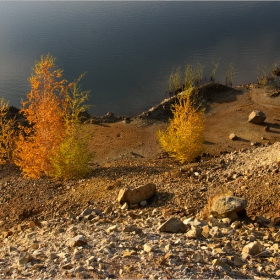 Брезови пламъчета...