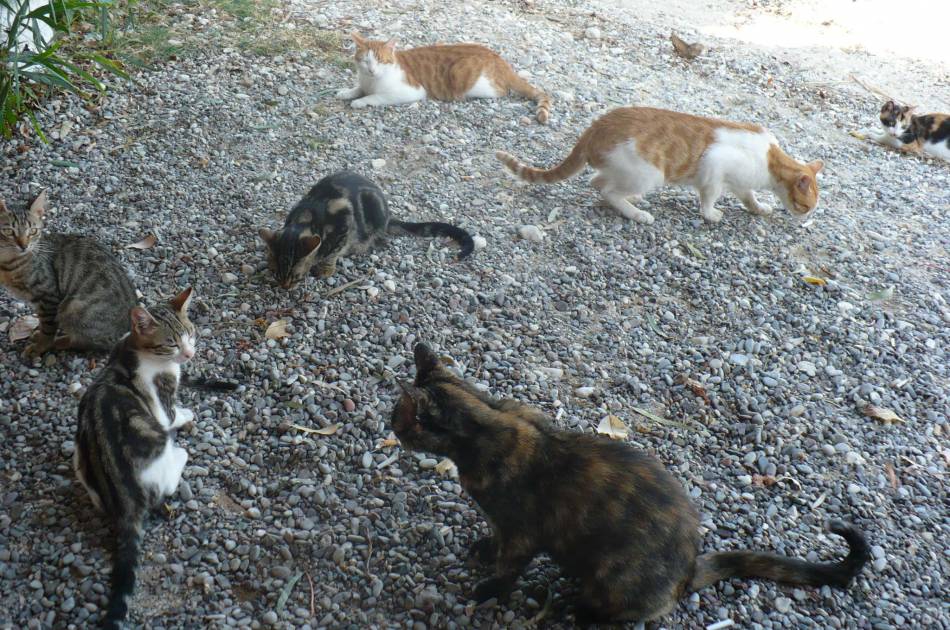 котараци