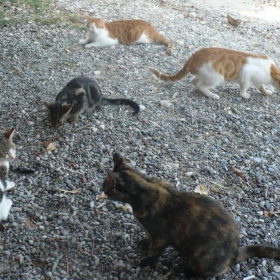 котараци